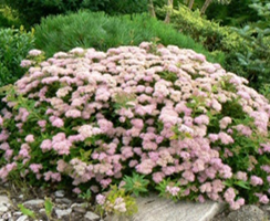      Spiraea japonica Japanese Dwarf 